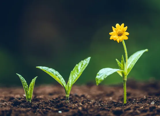 plant to flower